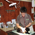 Veterinary Surgeries