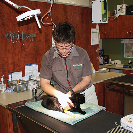 Veterinary Surgeries